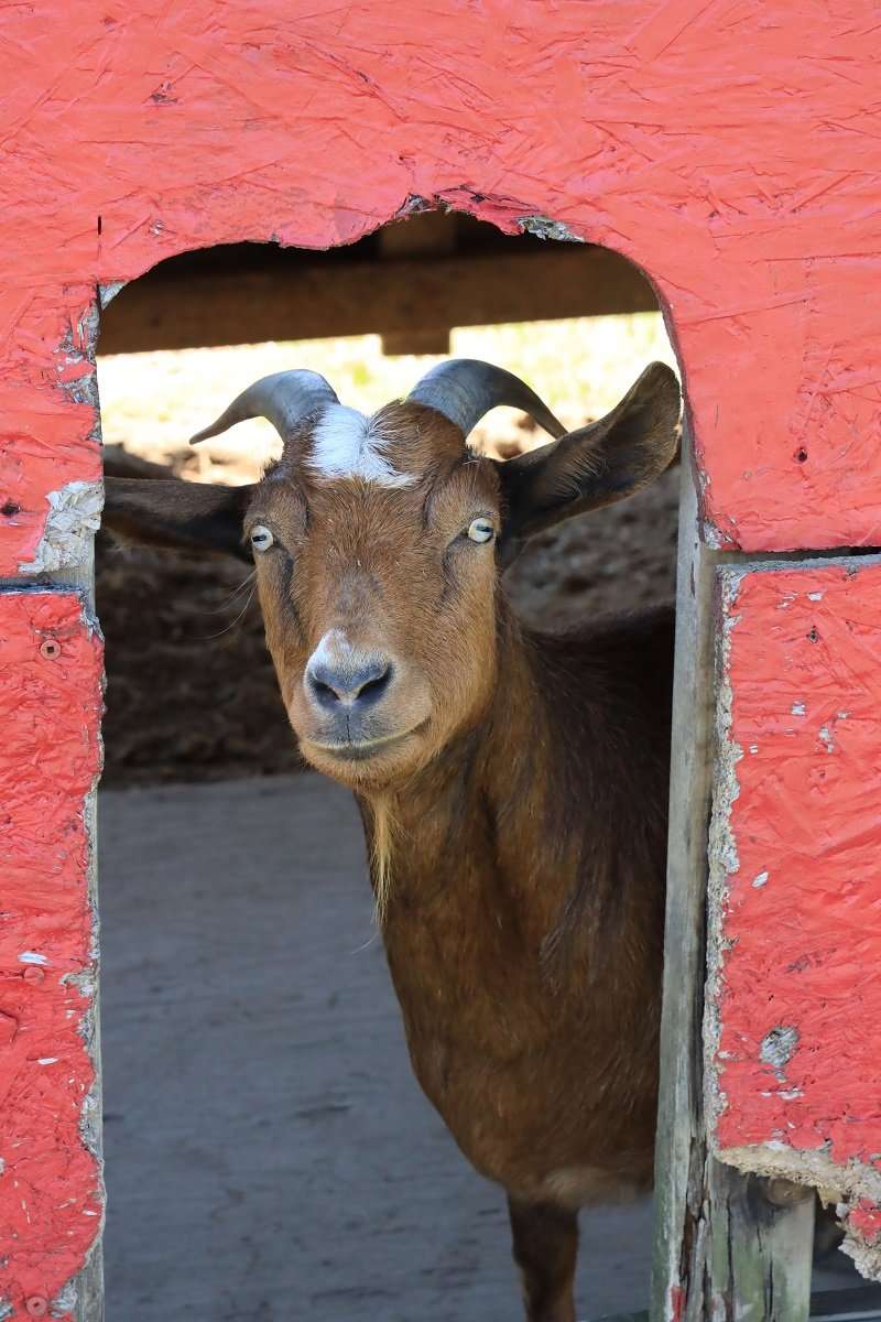 808re Solutions Goat 404 Error